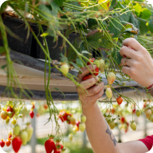 exploitation fraise gariguette lot et garonne